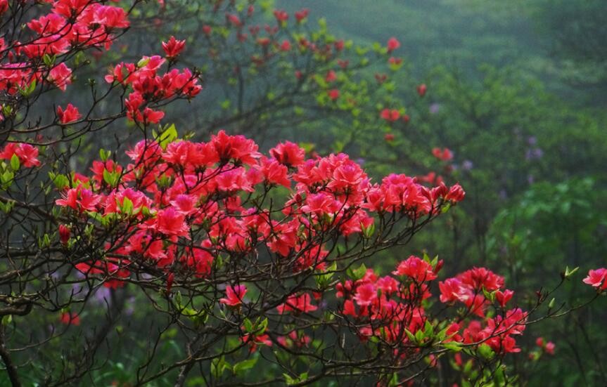 杜鹃花一年开几次花