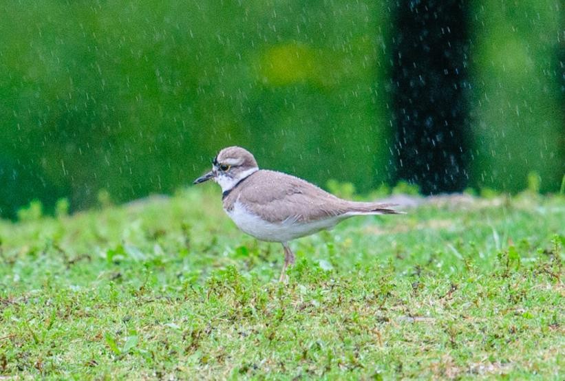 若夫淫雨霏霏的意思是什么