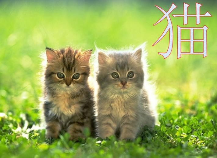 《猫》创作背景是什么