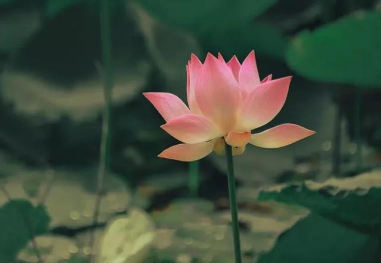 淡然怎么造句