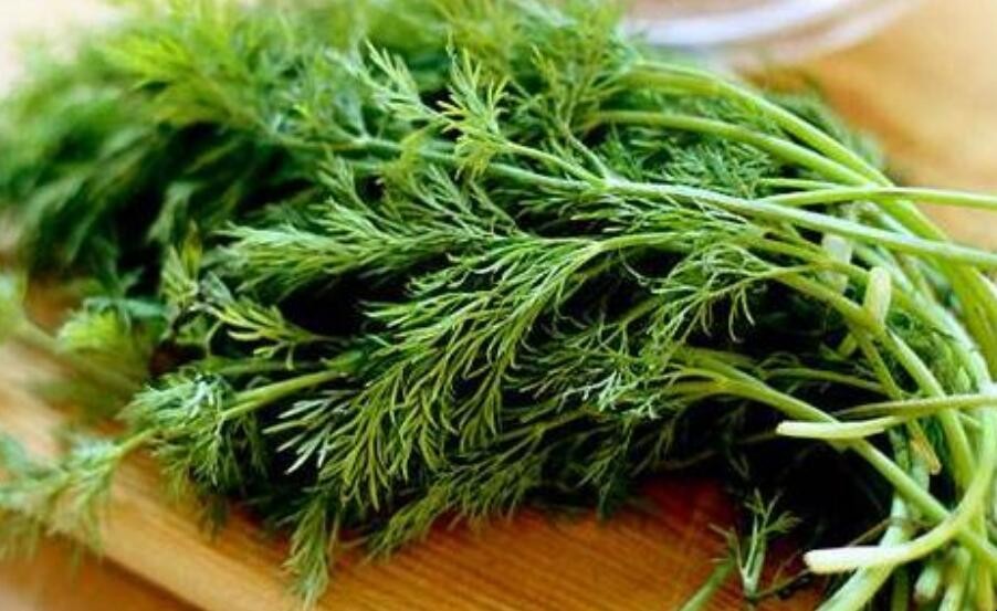 茴香菜是什么菜