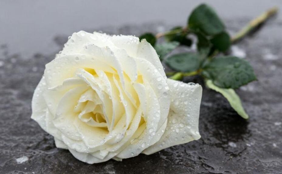 白玫瑰花语是什么