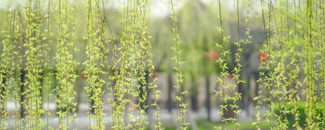 柳芽怎样储存 柳芽储存的方法