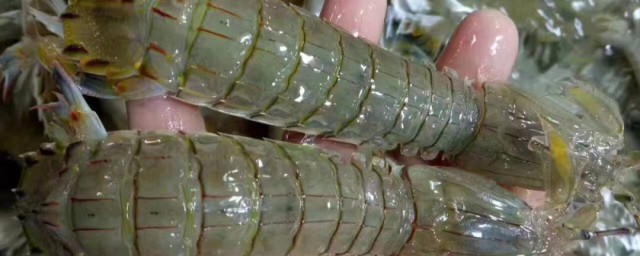 爬虾如何储存 爬虾储存办法