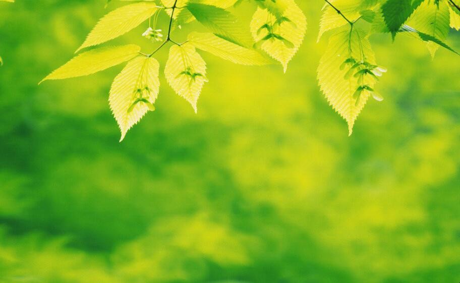 植物的光合作用是物理变化还是化学变化