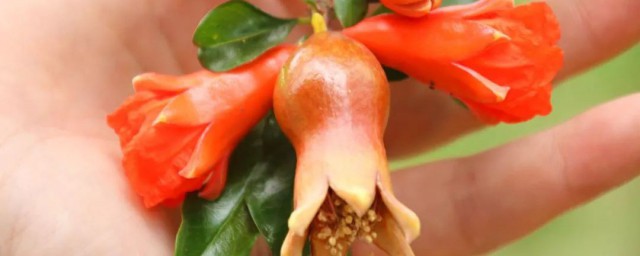 石榴花怎么吃 石榴花吃法