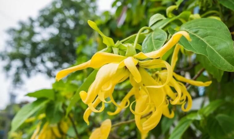 依兰花的花语说是什么