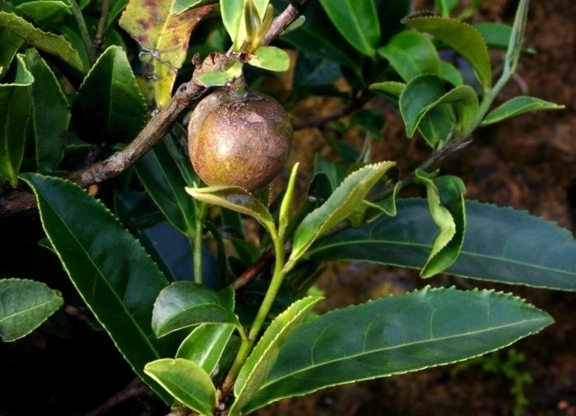 仙湖茶是什么茶