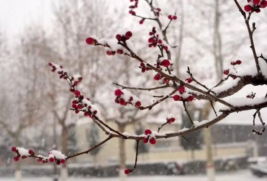 《雪梅》古诗的意思是什么