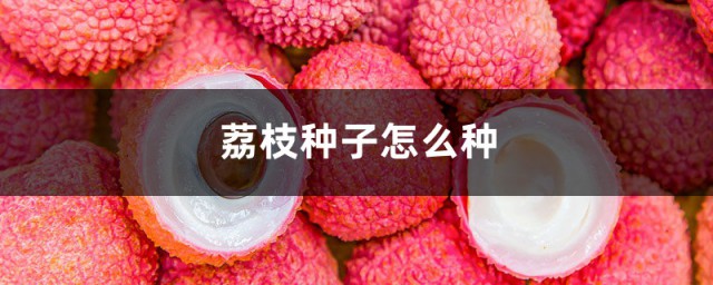 荔枝种子盆栽种植方法 盆栽荔枝能结果吗
