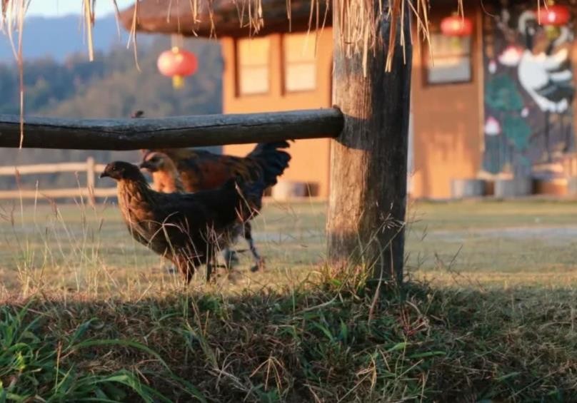 阡陌交通鸡犬相闻的意思是什么