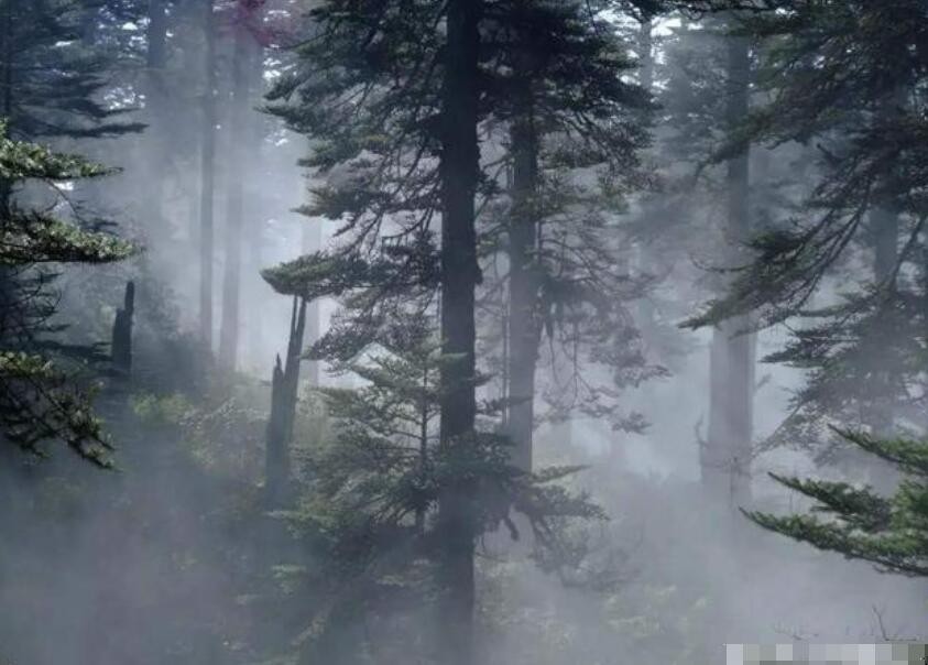 什么是瘴气