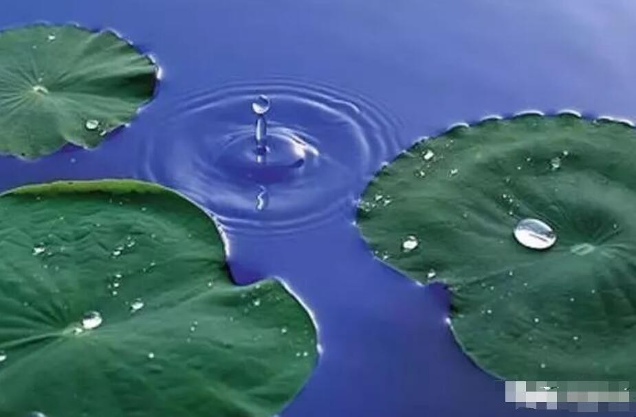 露似真珠月似弓描写的季节是什么样