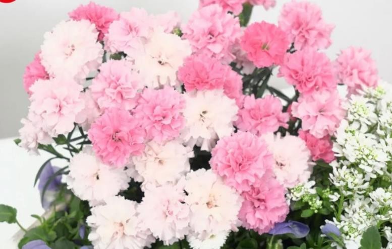 粉色康乃馨花语是什么