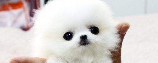 关于茶杯犬的资料 茶杯犬的介绍