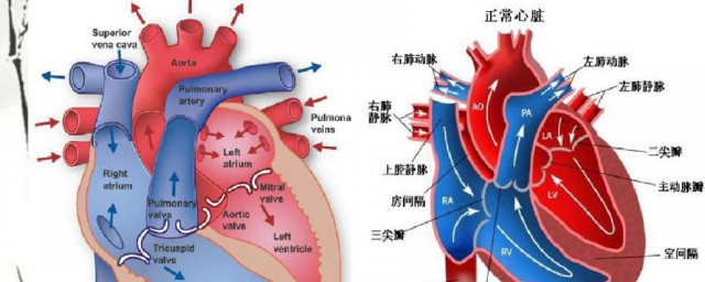 关于心脏病的资料 心脏病的介绍