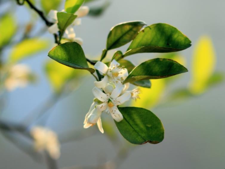 代代花形态特征有哪些