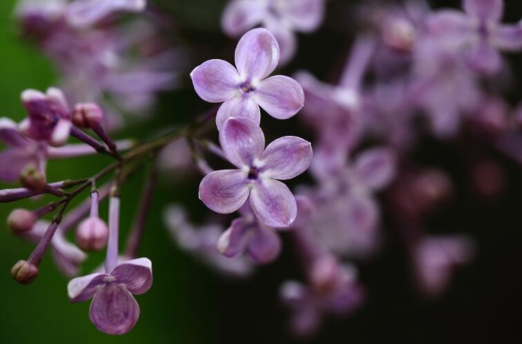 丁香花是什么颜色的