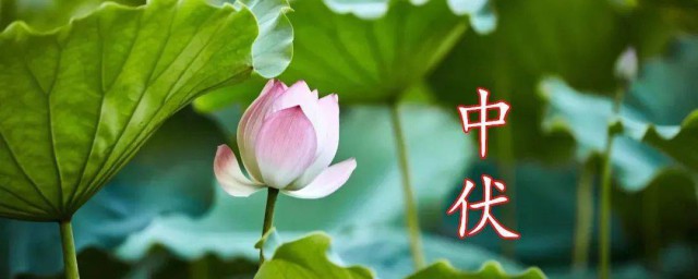 中伏优美祝福 中伏唯美祝福语
