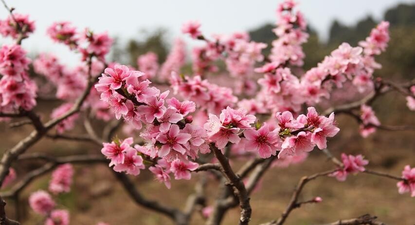 春风得意马蹄疾一日看尽长安花是什么意思