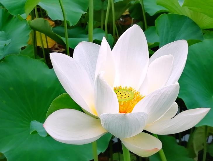 白莲花是什么意思