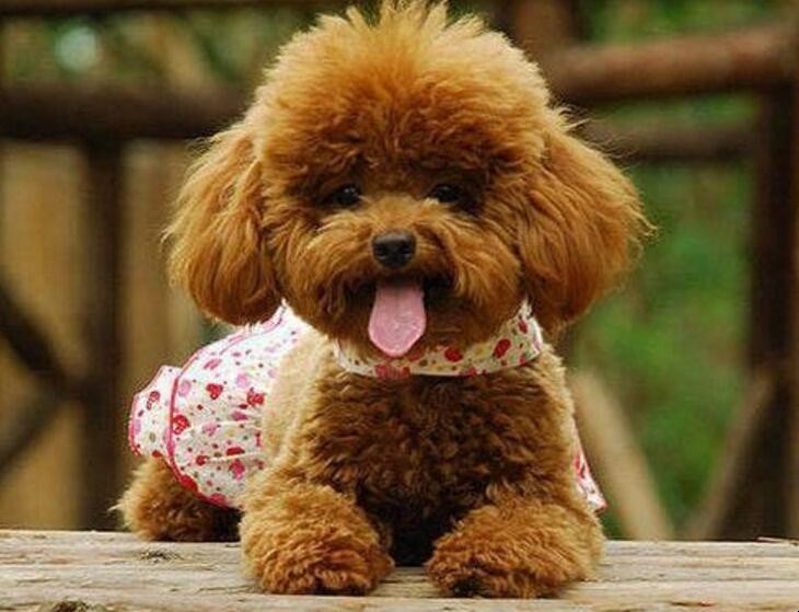 贵宾犬和泰迪的区别有哪些