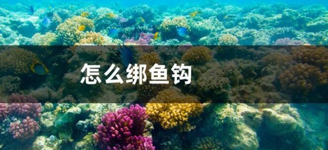 怎么绑鱼钩