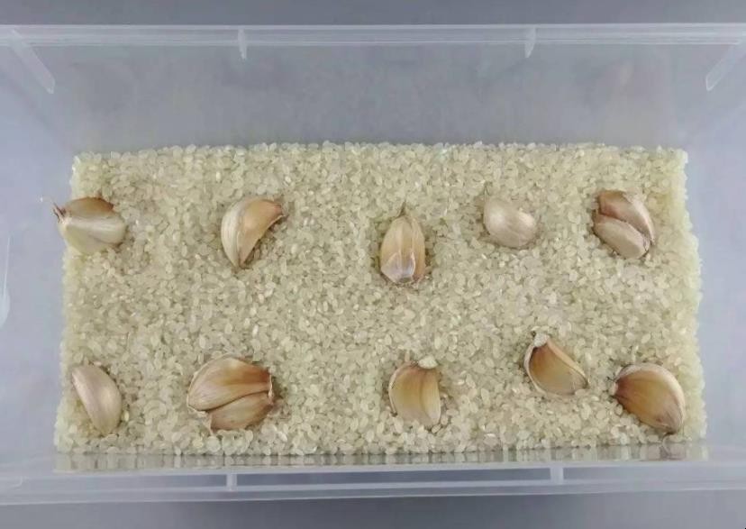 大米生虫怎么办