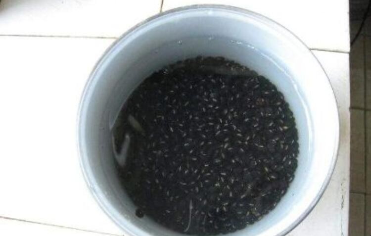 醋泡黑豆的正确做法是什么