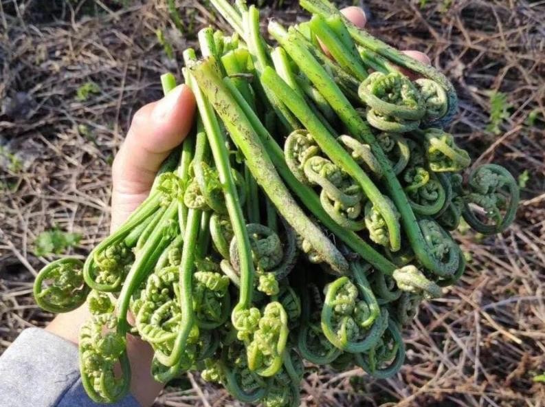 蕨菜形态特征有哪些