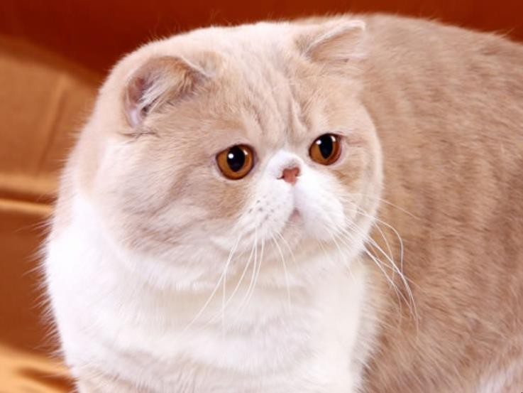 异国短毛猫整体特征怎么样