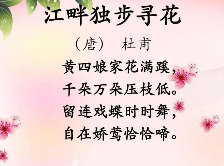 《江畔独步寻花》的译文是什么