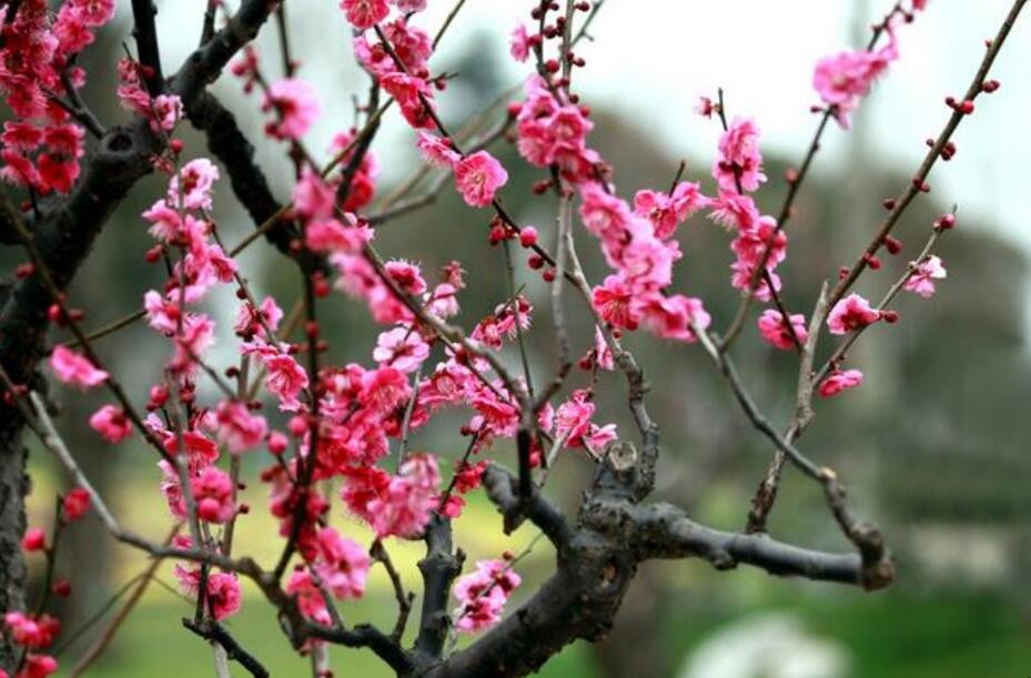 中国国花是梅花还是牡丹