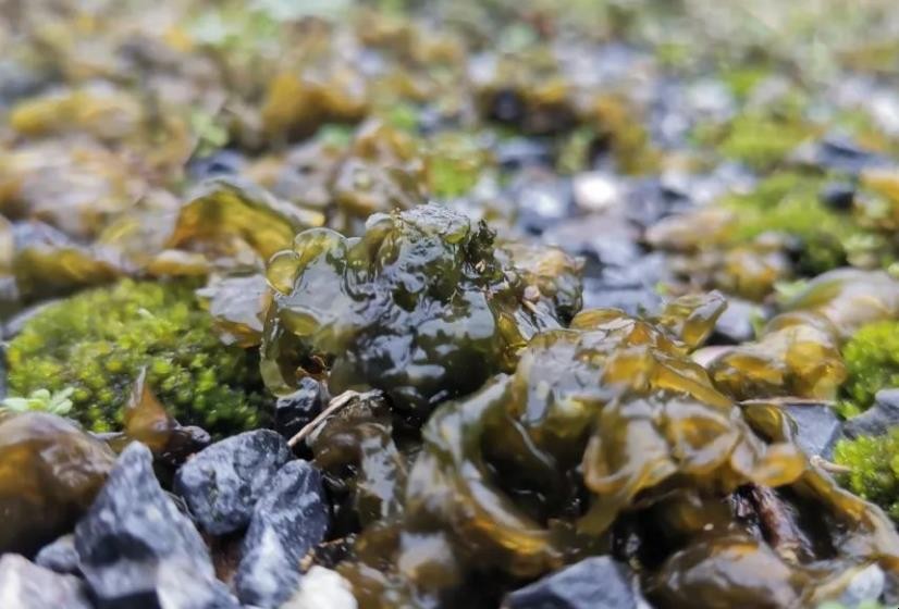 雷公菌物种价值有哪些