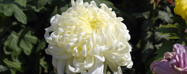 关于菊花资料 有关菊花的简介