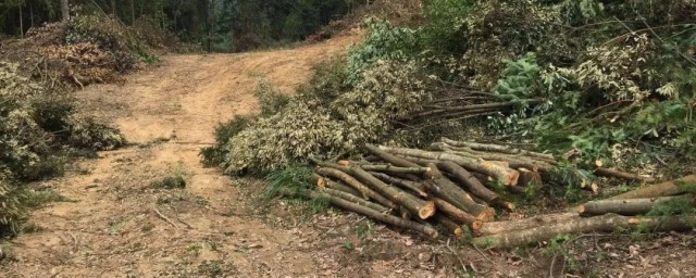 关于砍伐树木的资料 关于砍伐树木的内容