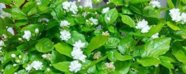 茉莉的叶子有黄点点怎么办 茉莉叶子上面有黄点点怎么办