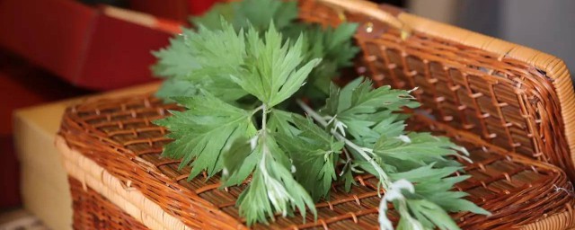 艾草的盆栽养护方法 关于艾草的盆栽养护方法