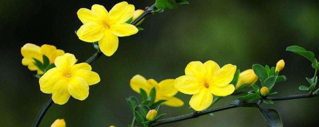 迎春花的盆栽养护办法 迎春花准确养护要领