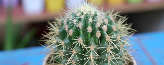 关于仙人球的资料 仙人球的简介