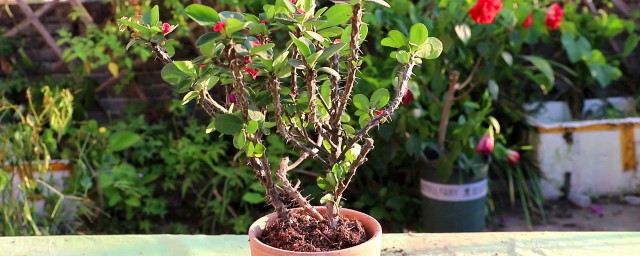 虎刺梅的盆栽养护办法 虎刺梅的盆栽养护技巧简介