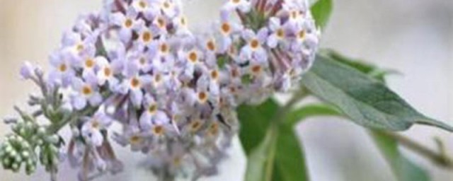 密蒙花的盆栽养护方法 盆栽密蒙花的养护方法