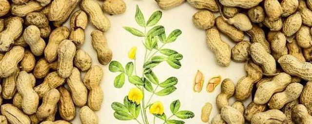 关于落花生的资料 有关落花生的资料