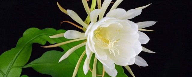 昙花的盆栽养护方法 昙花怎么养护呢