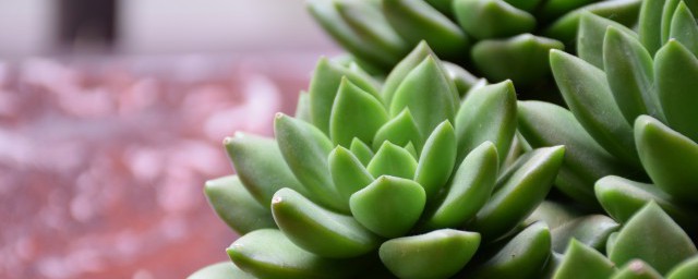 关于多肉植物的资料 多肉植物的简介