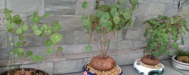 葛花的盆栽养护方法 葛花的盆栽养护方法是什么呢