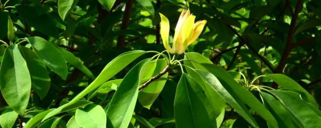 关于动植物的资料 关于动植物的内容资料