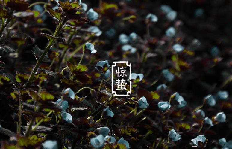 惊蛰历史渊源有哪些