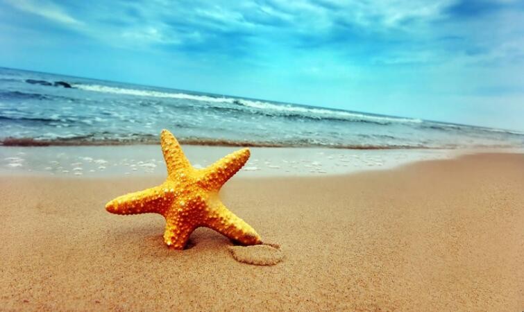 海星能吃吗