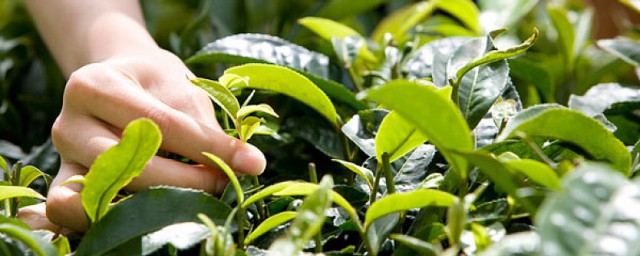 关于植物的资料简介 植物有何特点